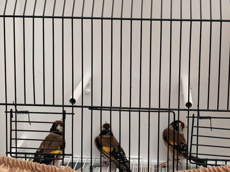2 male goldfinches fit and healthy