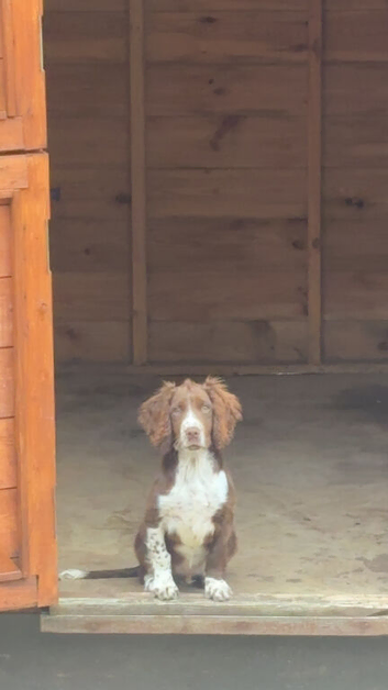 Cocker spaniel puppy