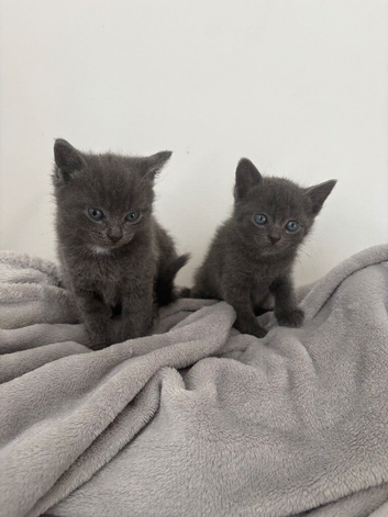 Half Russian blue and seal point ragdoll kittens