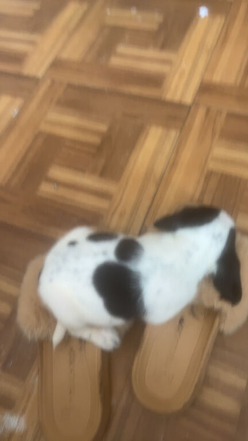 Selling a 9 week old puppy