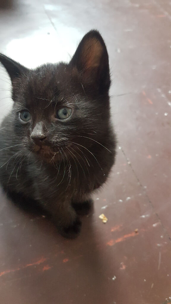 Cute 5‑week‑old kitten &mdash; ready for a new home in 3 weeks