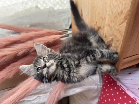 Maine coon kitten 1 girl left!!