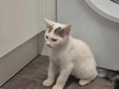Beautiful male kitten