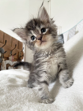Silver tabby and Black Smoke Maine Coon kittens