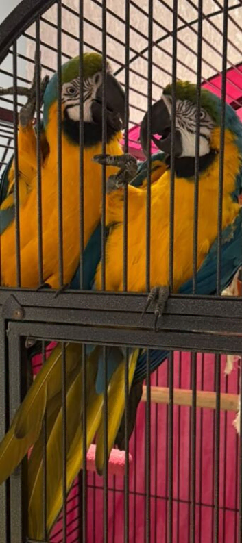 Pair of beautiful breeding macaws