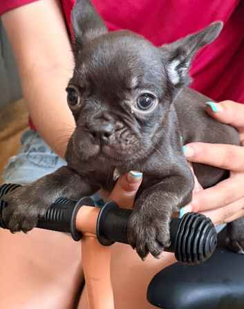 FRENCH BULLDOG PUPPIES FOR SALE FROM &pound;1800.