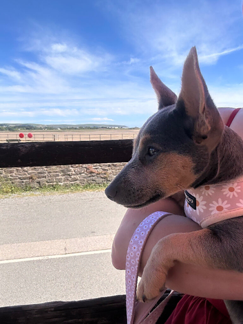 Miniature Lilac Jack Russell Female