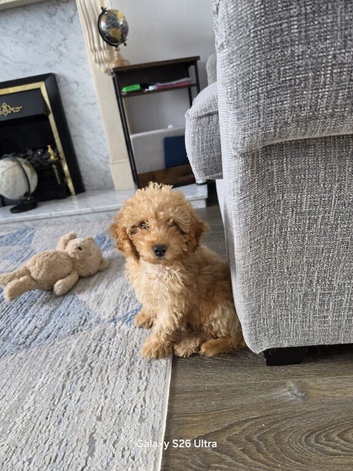Male cockapoo for sale