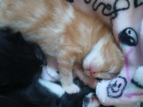 Litter of 5 kittens for sale