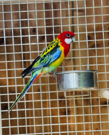 Rosella parrot