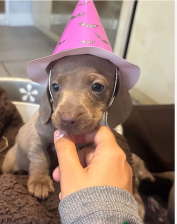 8 MINI DACHSHUND PUPS