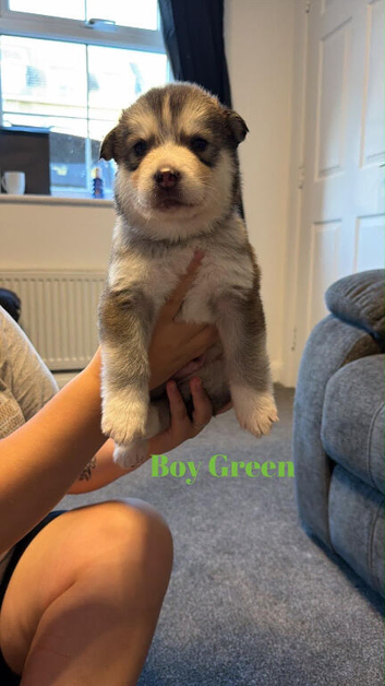 Alaskan malamute cross husky