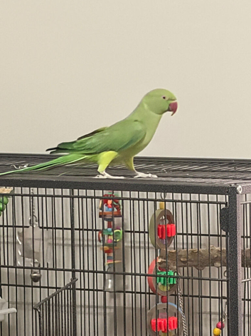Indian ring neck