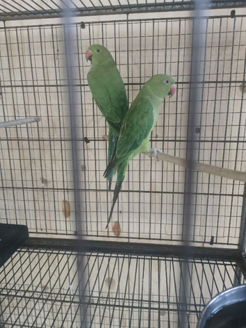 Two green ringneck young