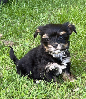 Norfolk terrier Cross, Yorkshire terrier