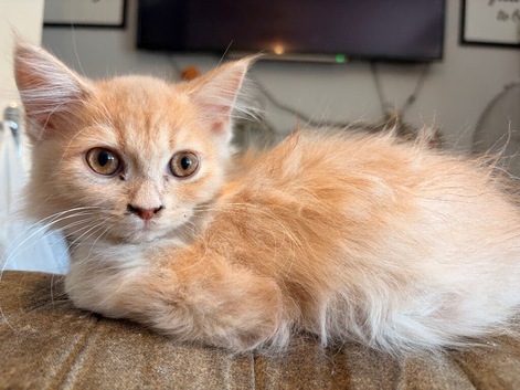 Exotic Persian Cross kittens for sale