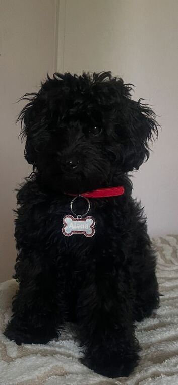 Black cavapoo