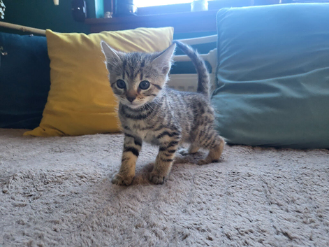 Cute little kittens