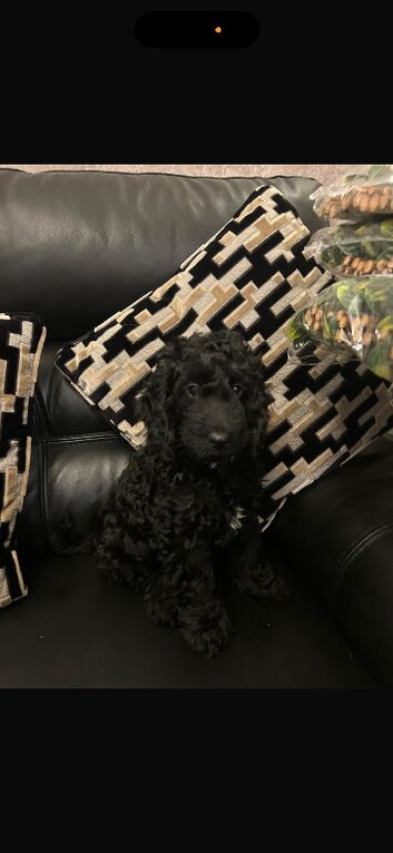 Beautiful male cockapoo last one
