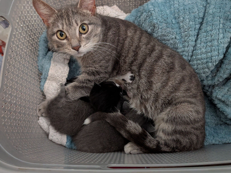 female kitten ready to be rehomed