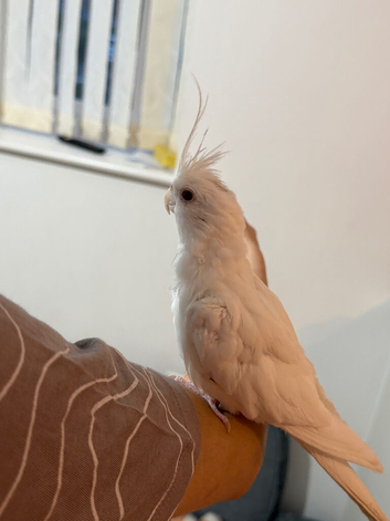 Albino Semi Tame cocktail