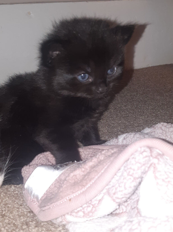 MUST SEE !!!Beautiful Fluffy Kittens