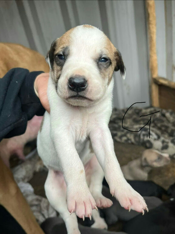 Wheaton bull cross babies