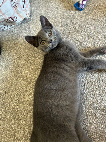 Beautiful 6 month old female kitten