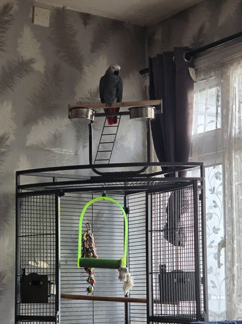 10years old african grey