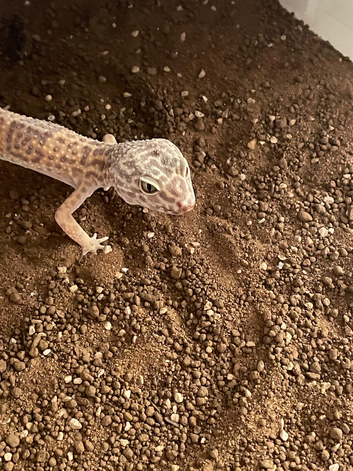 Albino Leopard gecko for sale