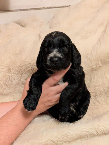 Beautiful black show type cocker spaniels