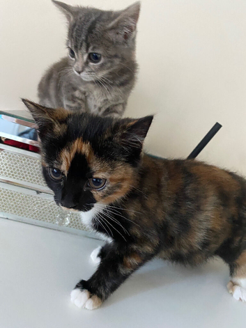 Beautiful kittens️