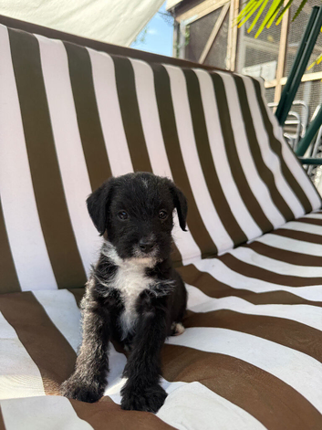 Russel puppies