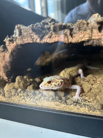 Albino leopard gecko + full set up