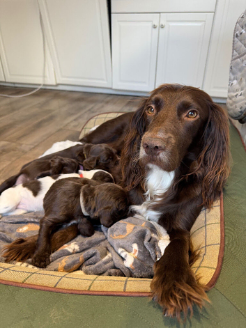 Sprocker bitch for sale