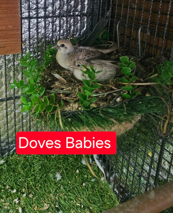 Variety of beautiful birds for sale with cages and equipment