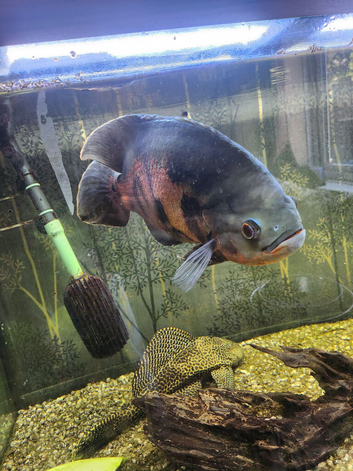 Oscar and 2 plecos