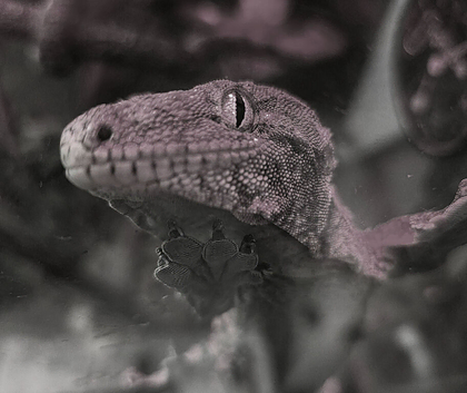 CB24 Female Leichianus Gecko