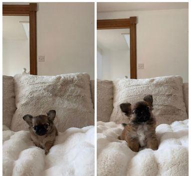 Two beautiful long coat chihuahuas available