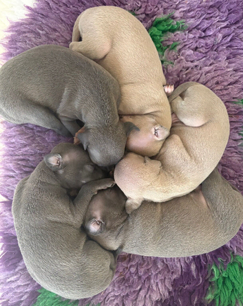 Only one available, kc reg Italian Greyhounds