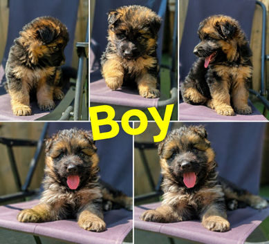 2 German shepherd beautiful puppies