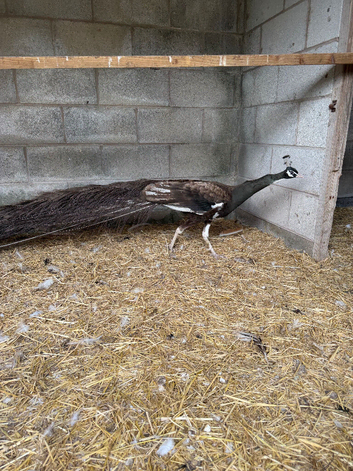 Bronze Blackshoulder Peacock and Peahen