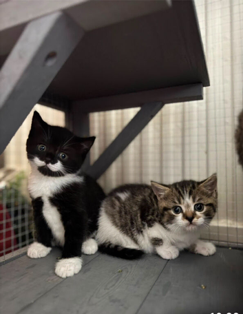 British Shorthair x kittens