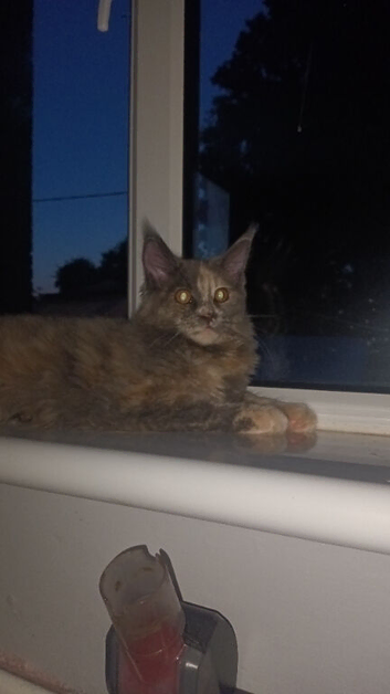 Tortie maine coon girl