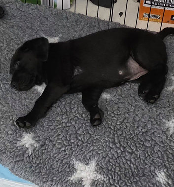 KC registered Black labrador puppy