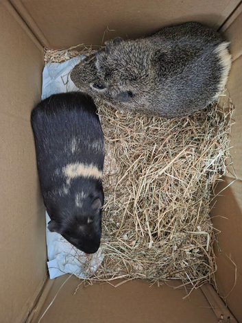 Guineapig boys age 1.5