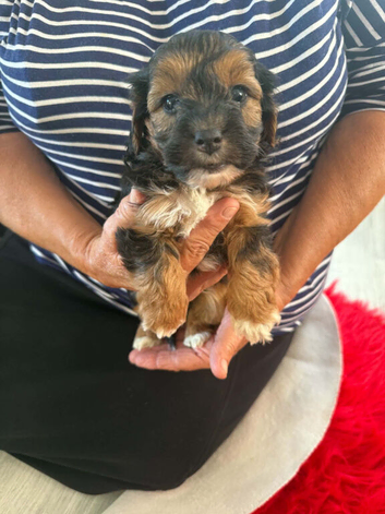 Jackapoo puppys