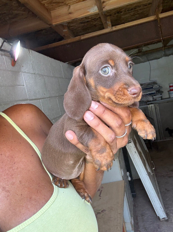 Beautiful female dashhounds