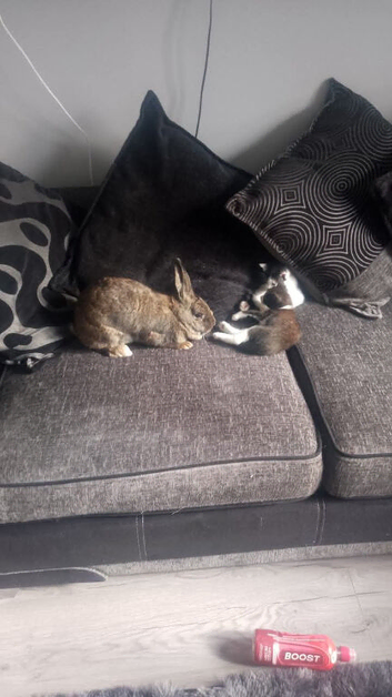 2 rabbits looking for forever home comes with everything