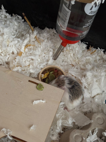 Two bonded roborovski hamsters